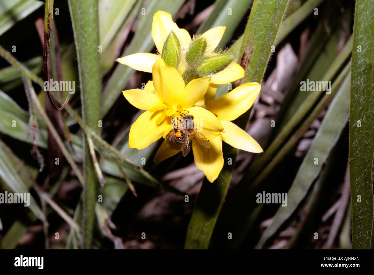 Stargrass Flowers/ Star-Flower and Honey Bee- Hypoxis longifolia and Apis mellifera Stock Photo