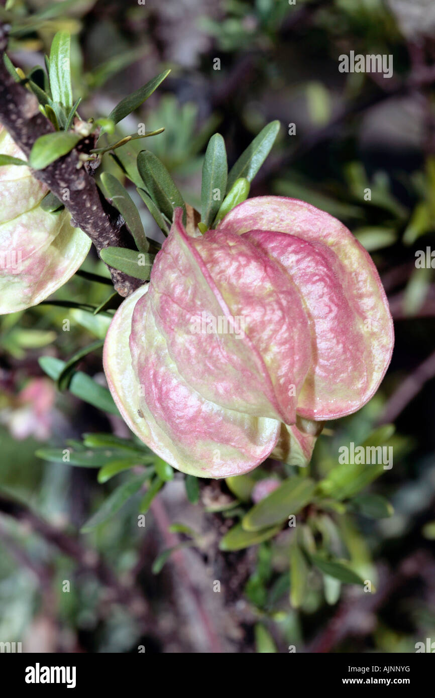 Chinese Lantern - Nymania capensis- Family Meliaceae Stock Photo