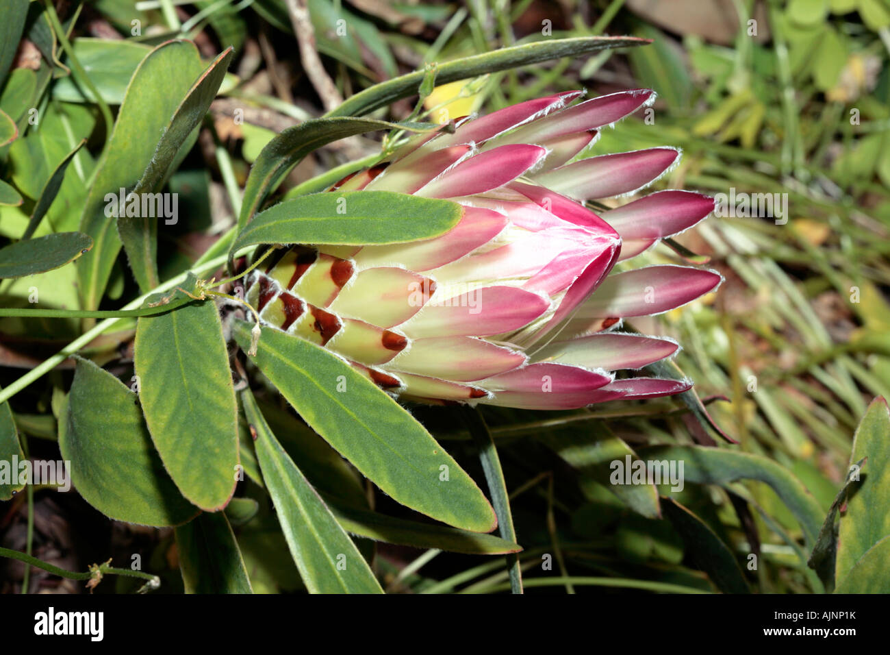 Stinkleaf Sugarbush Protea susannae Stock Photo Alamy