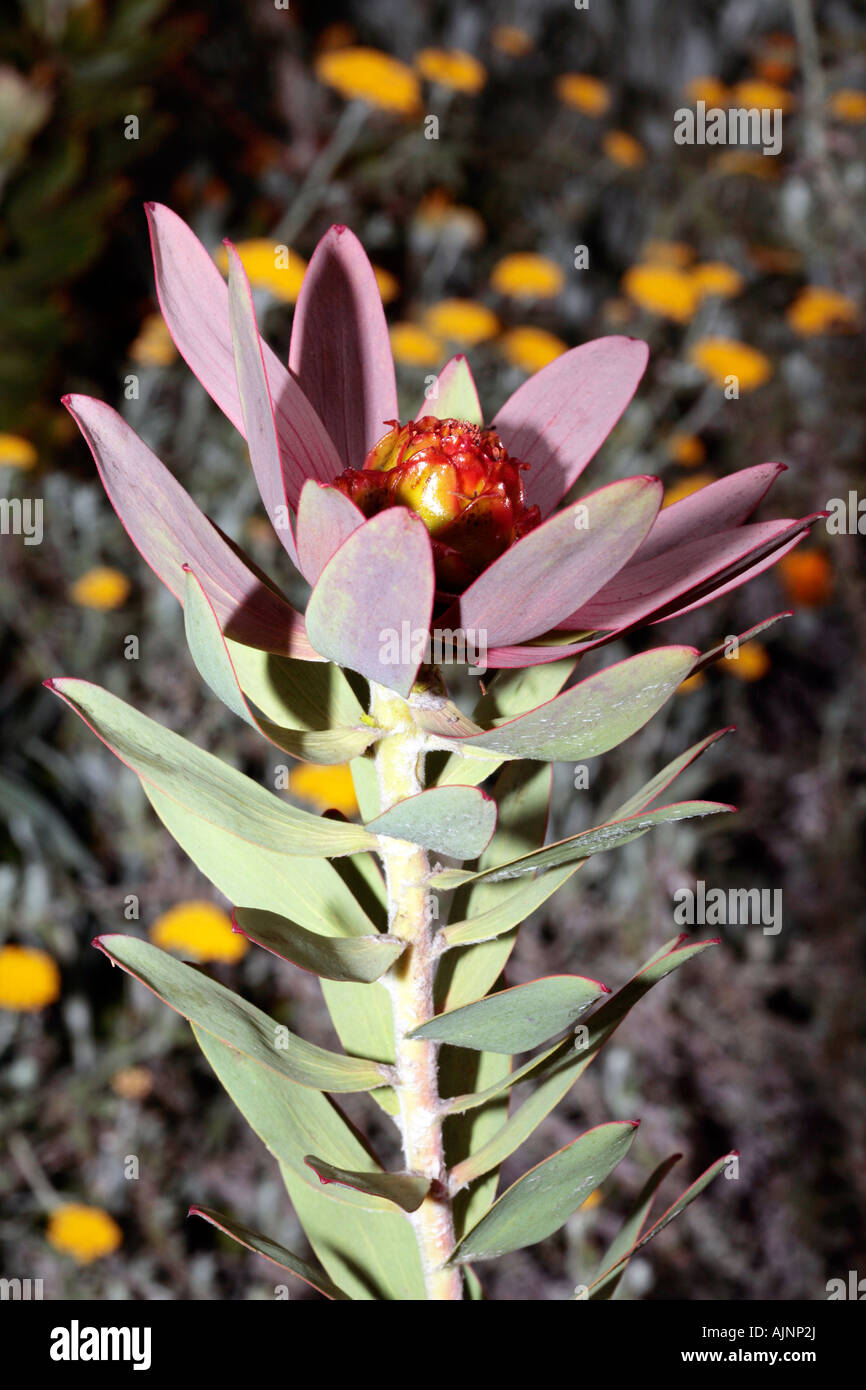 Spicy Conebush male flower  showing details of centre cone- Leucadendron tinctum- Rare in wild Stock Photo
