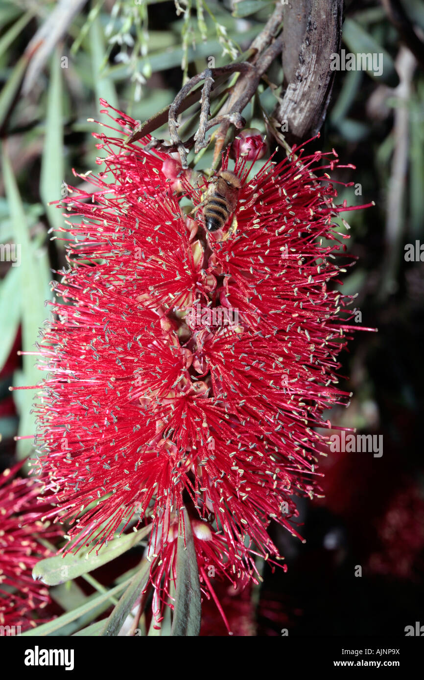 Lesser Bottlebrush and Honey bee collecting pollen - Callistemon phoeniceus and Apis mellifera Stock Photo