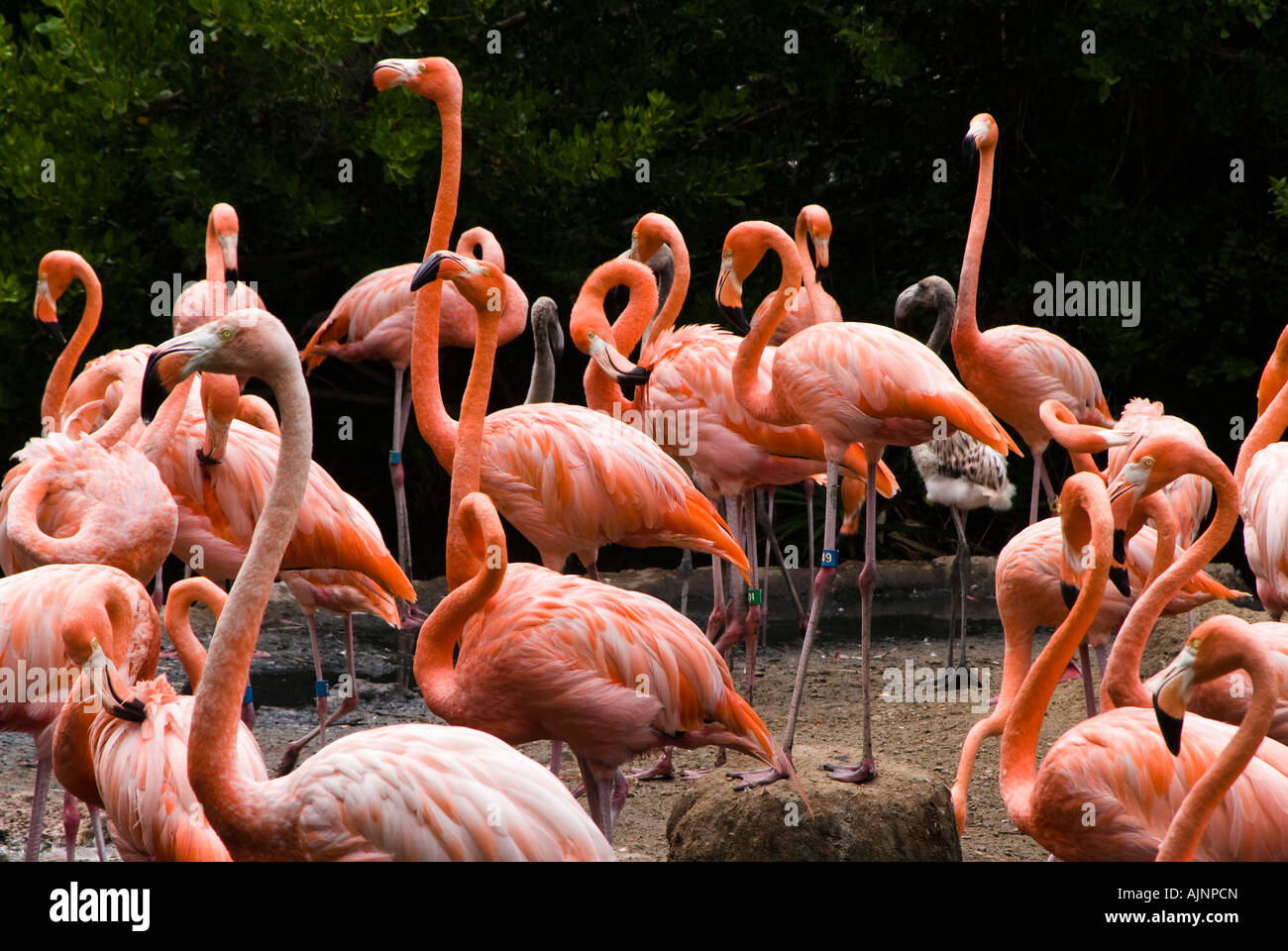 Pink flamingos flamingi Phoenicopterus at the Bermuda zoo Stock Photo