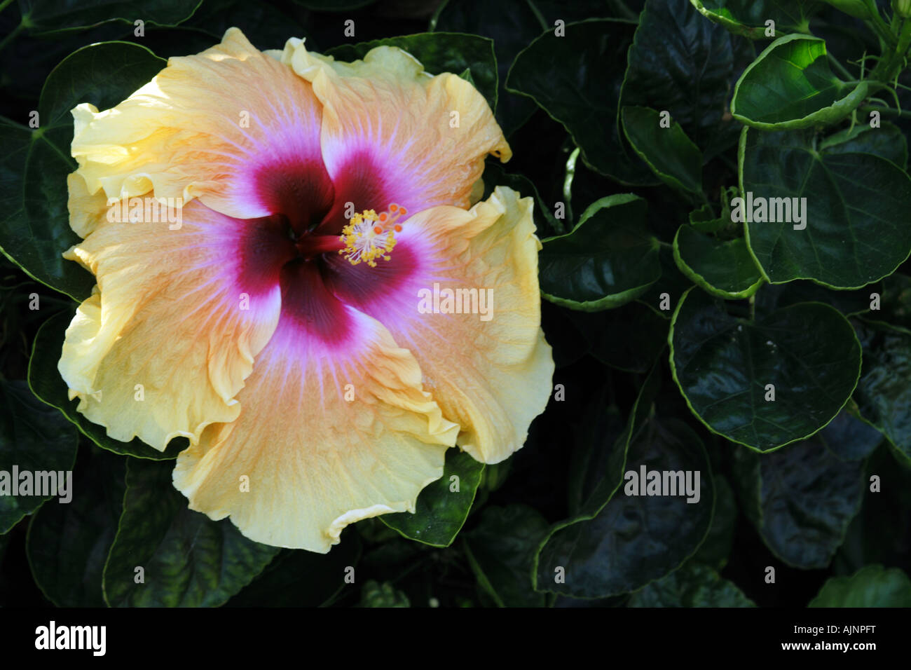 Hibiscus flower in garden in Santa Marina di Salina on the island of