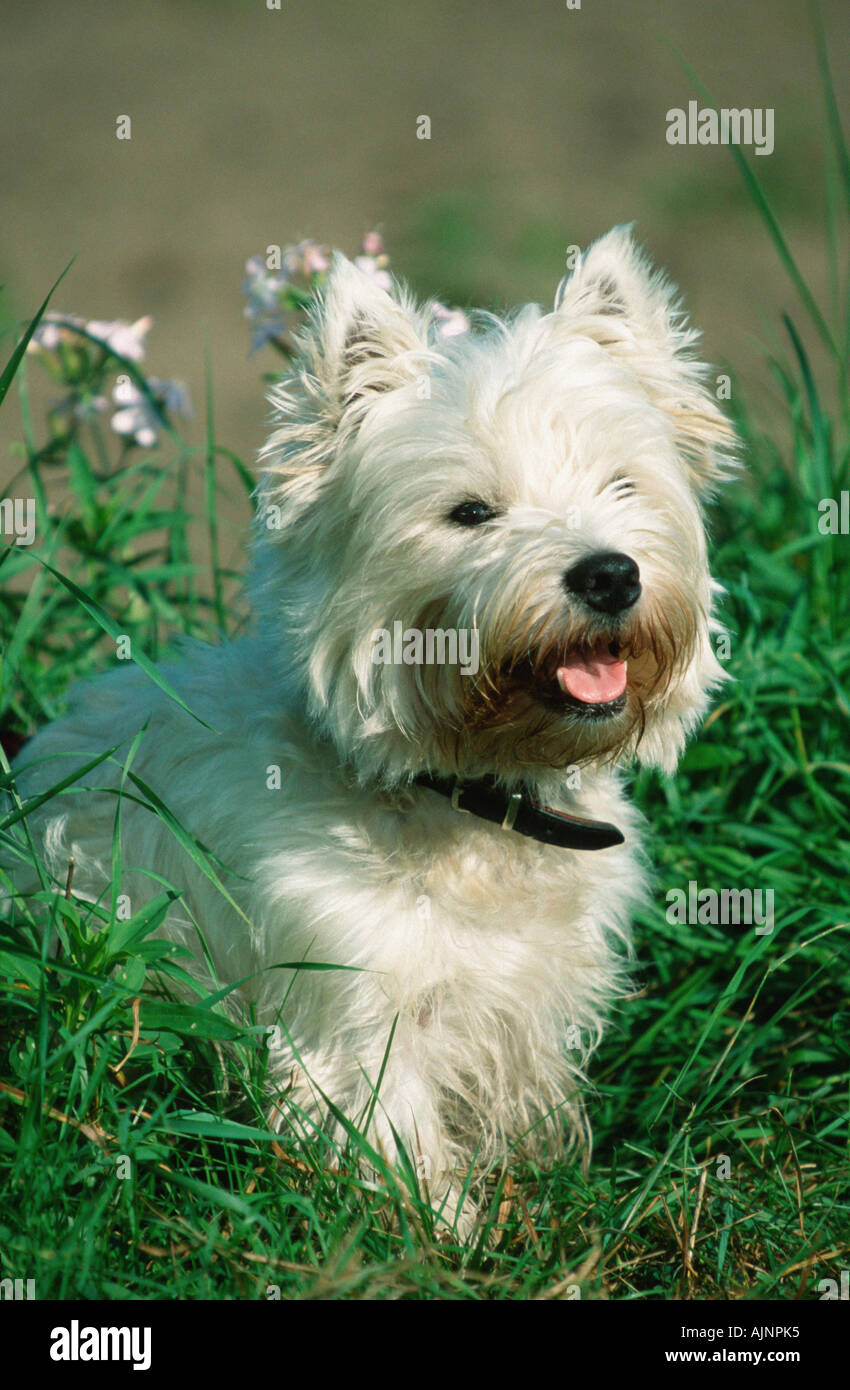 West Highland White Terrier Westie collar Stock Photo Alamy