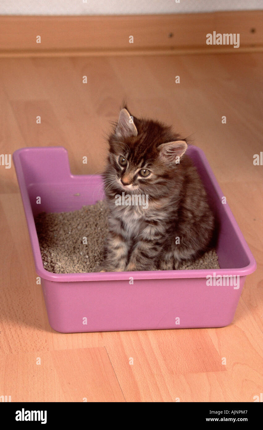 Kitten In The Litter Box Stock Photo - Download Image Now - Litter