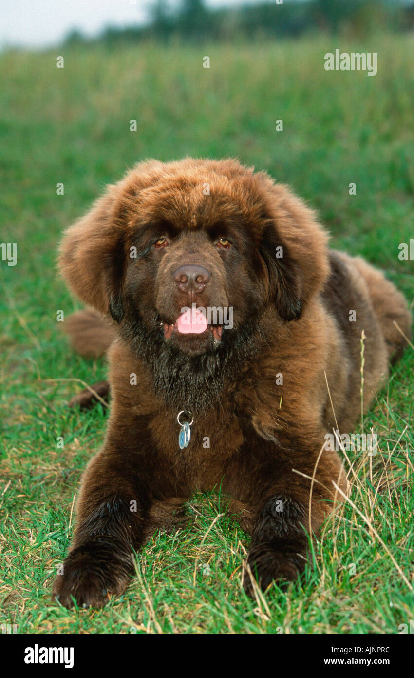 Newfoundland Dog puppy Stock Photo Alamy