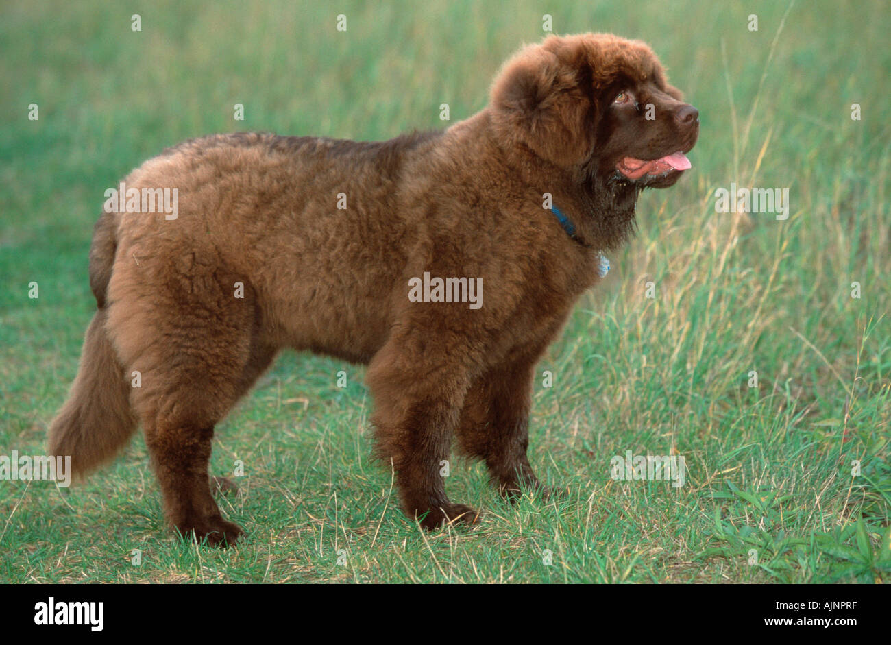 Newfoundland Dog puppy Stock Photo - Alamy