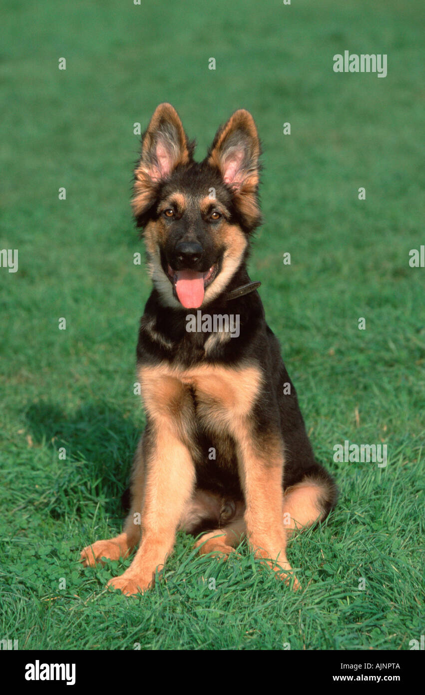 German Shepherd Puppy 4 Month Alsatian Stock Photo Alamy