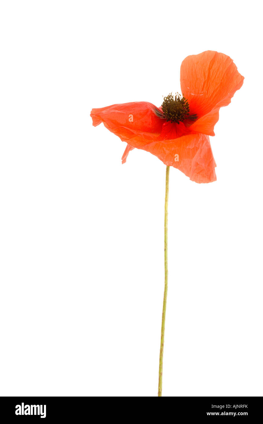 Scarlet poppy Cut Out Stock Images & Pictures - Alamy