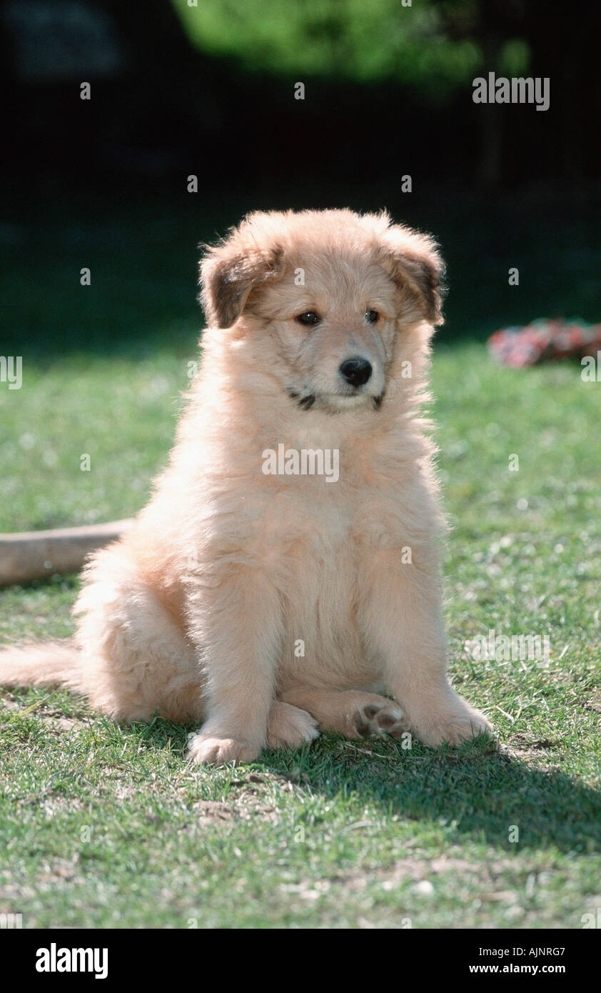 Sheeppoodle puppy 9 weeks Old German Shepherd Stock Photo Alamy