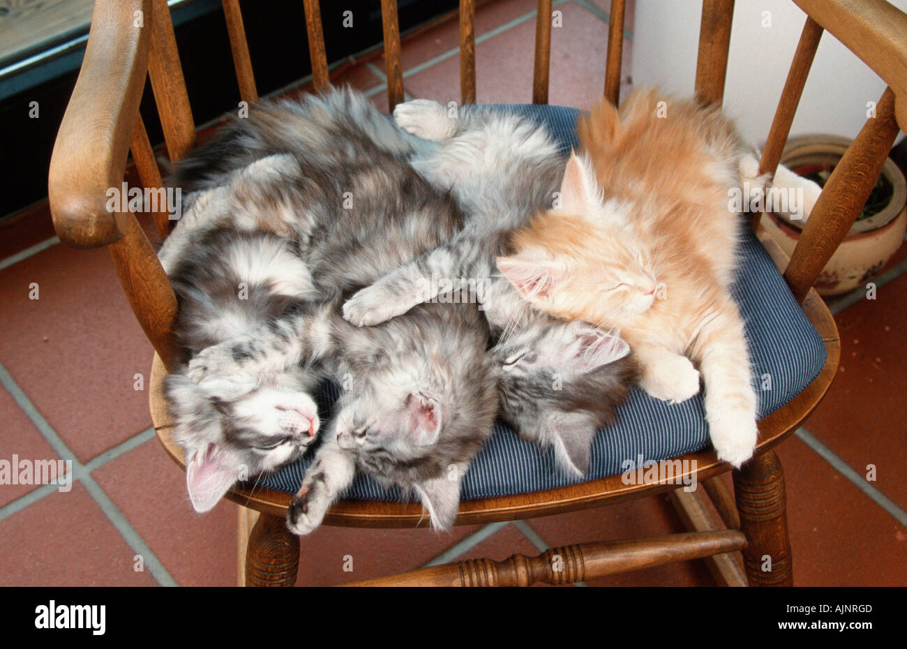 Maine Coon Cats kittens sleeping Stock Photo - Alamy