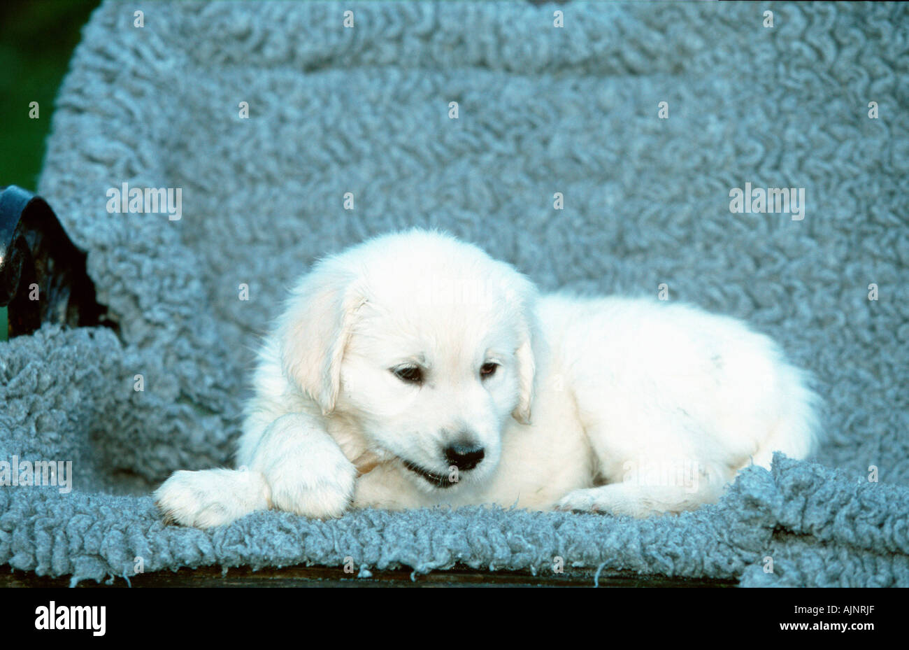 Golden Retriever puppy 8 weeks Stock Photo Alamy