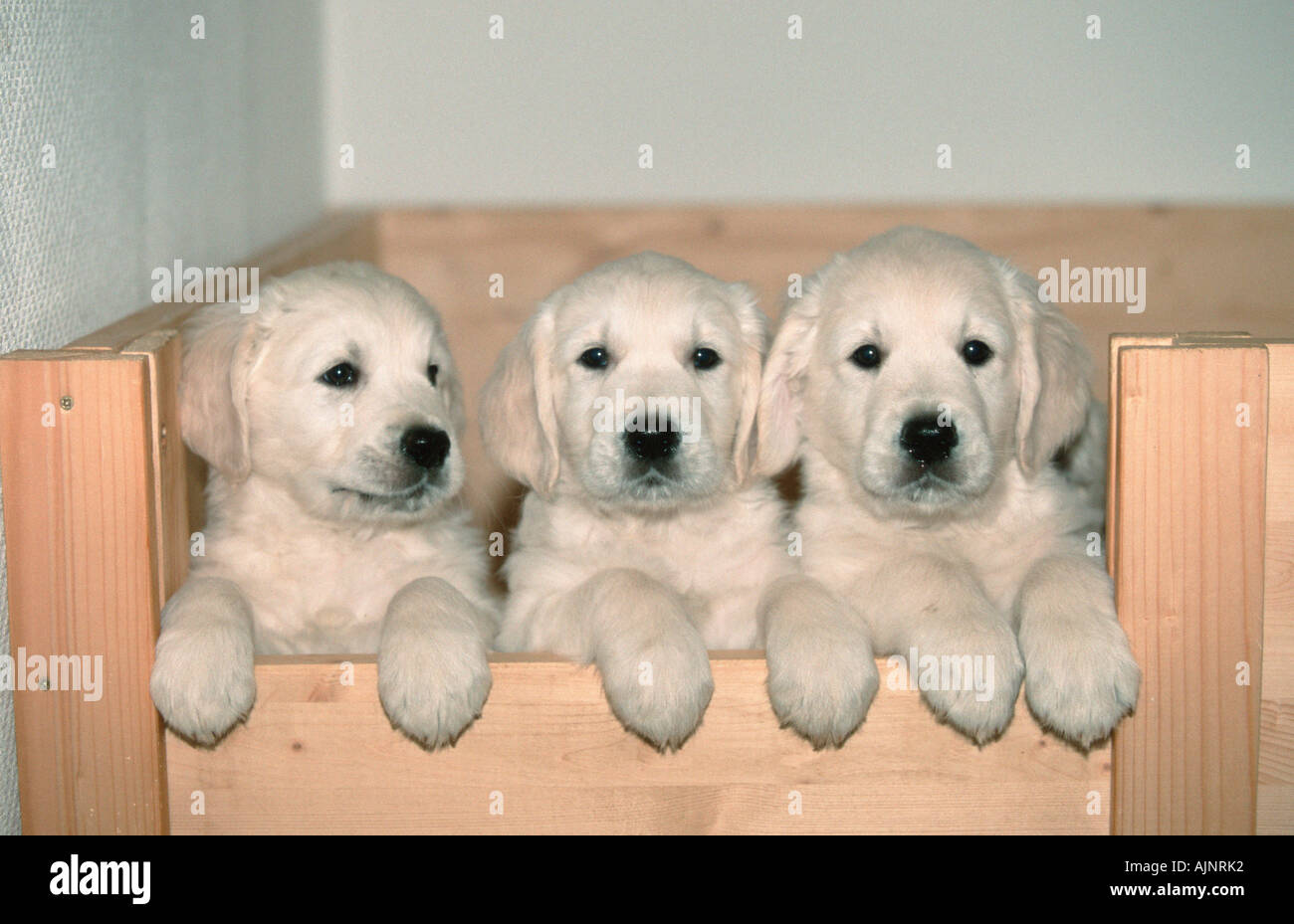 Golden Retriever puppies 8 weeks Stock Photo Alamy
