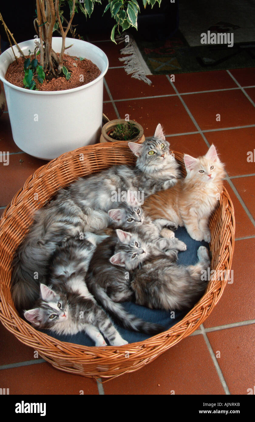 Maine Coon Cat with kittens in cat s basket Stock Photo Alamy
