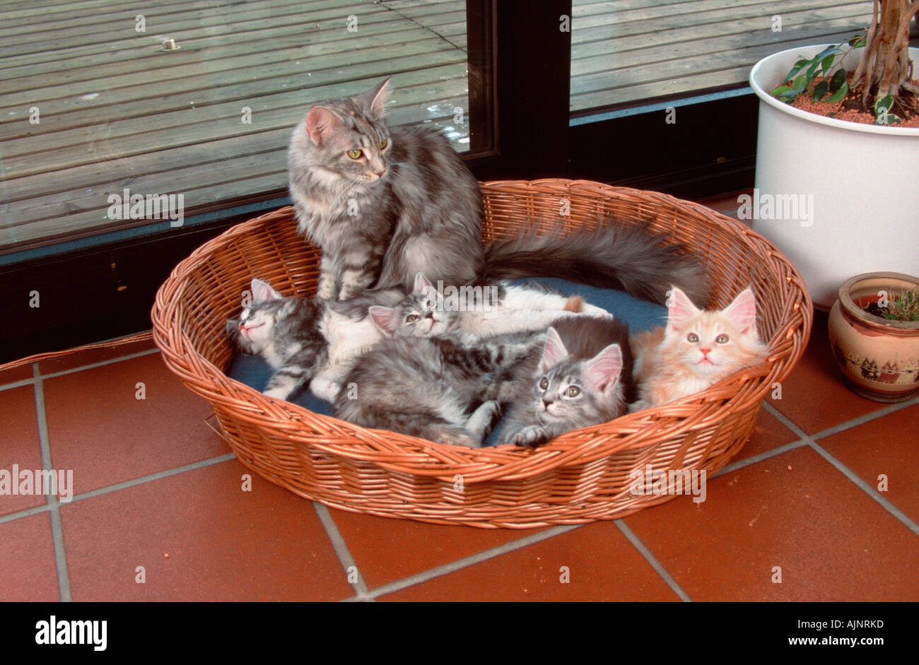 Maine Coon Cat with kittens in cat s basket Stock Photo Alamy