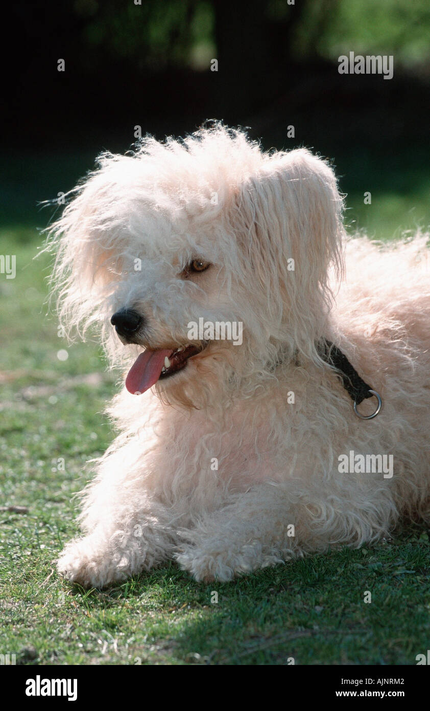 Old German Shepherd Sheeppoodle Stock Photo