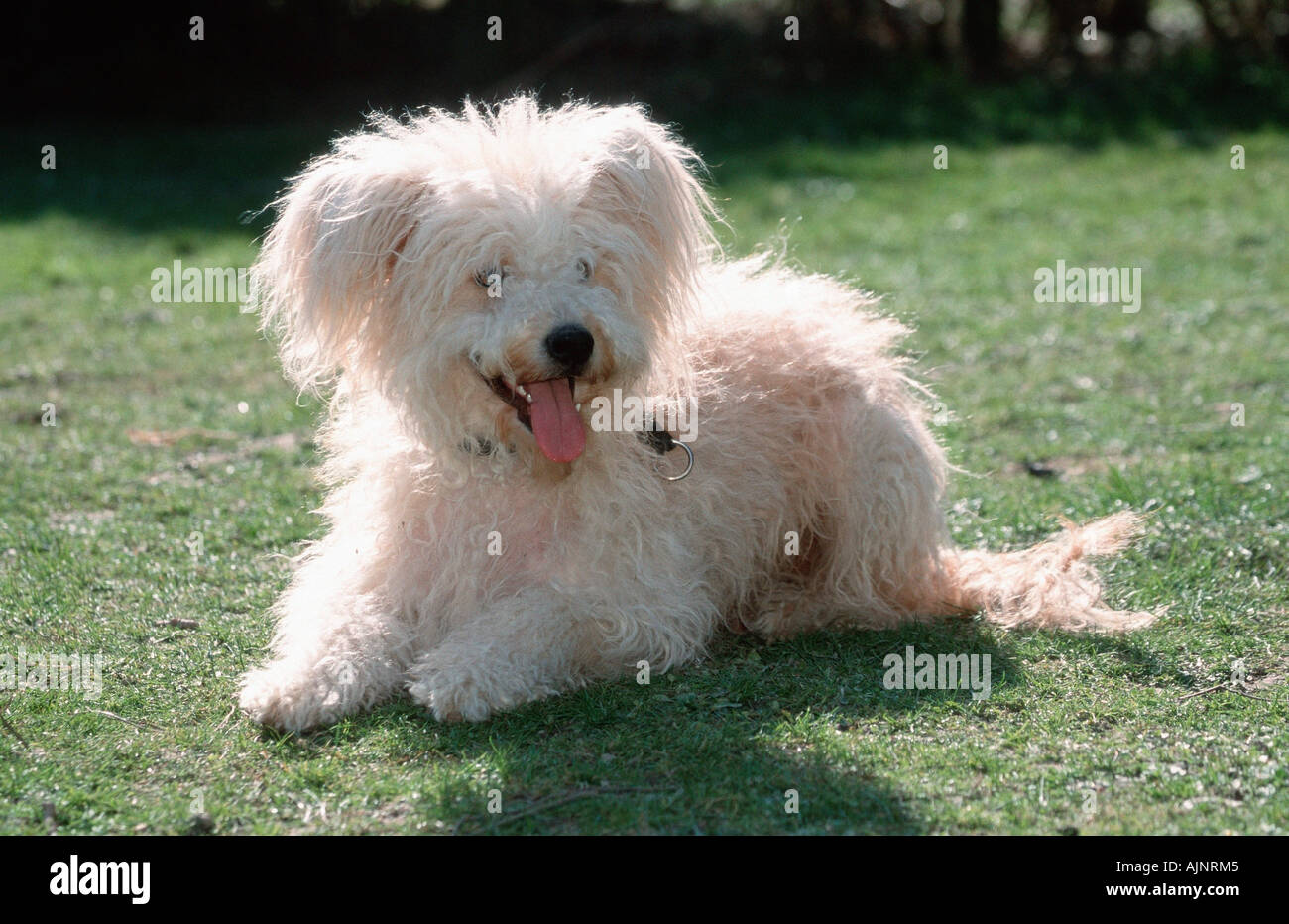 Old German Shepherd Sheeppoodle Stock Photo