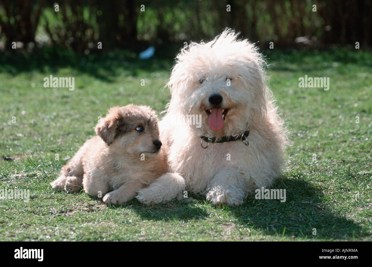 Sheeppoodle with puppy 9 weeks Old German Shepherd Dog Stock Photo