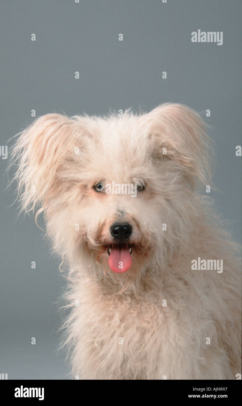 Old German Shepherd Dog Sheeppoodle Stock Photo