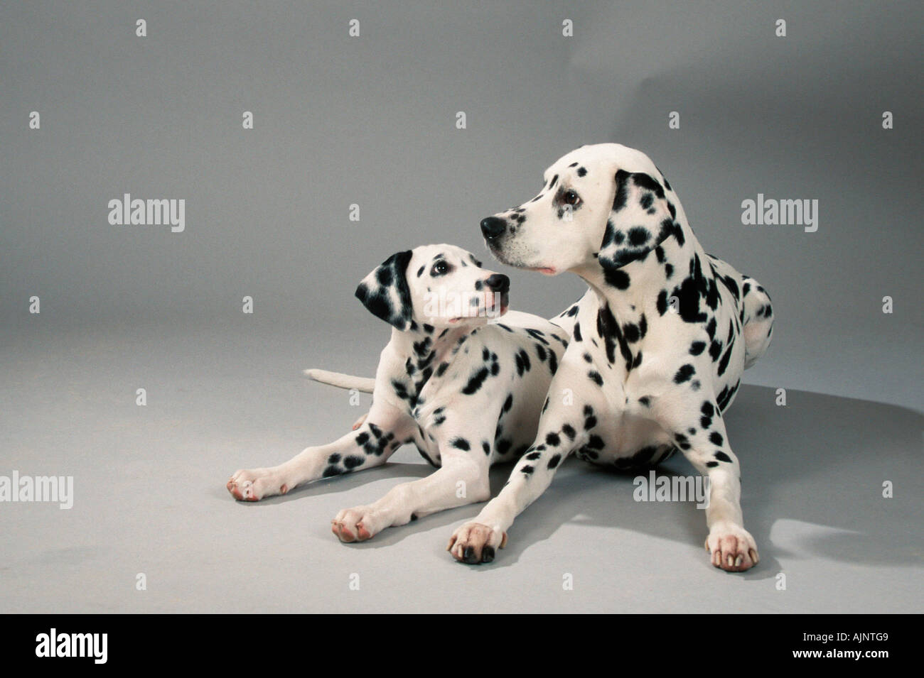 Dalmatian with puppy 13 weeks Stock Photo