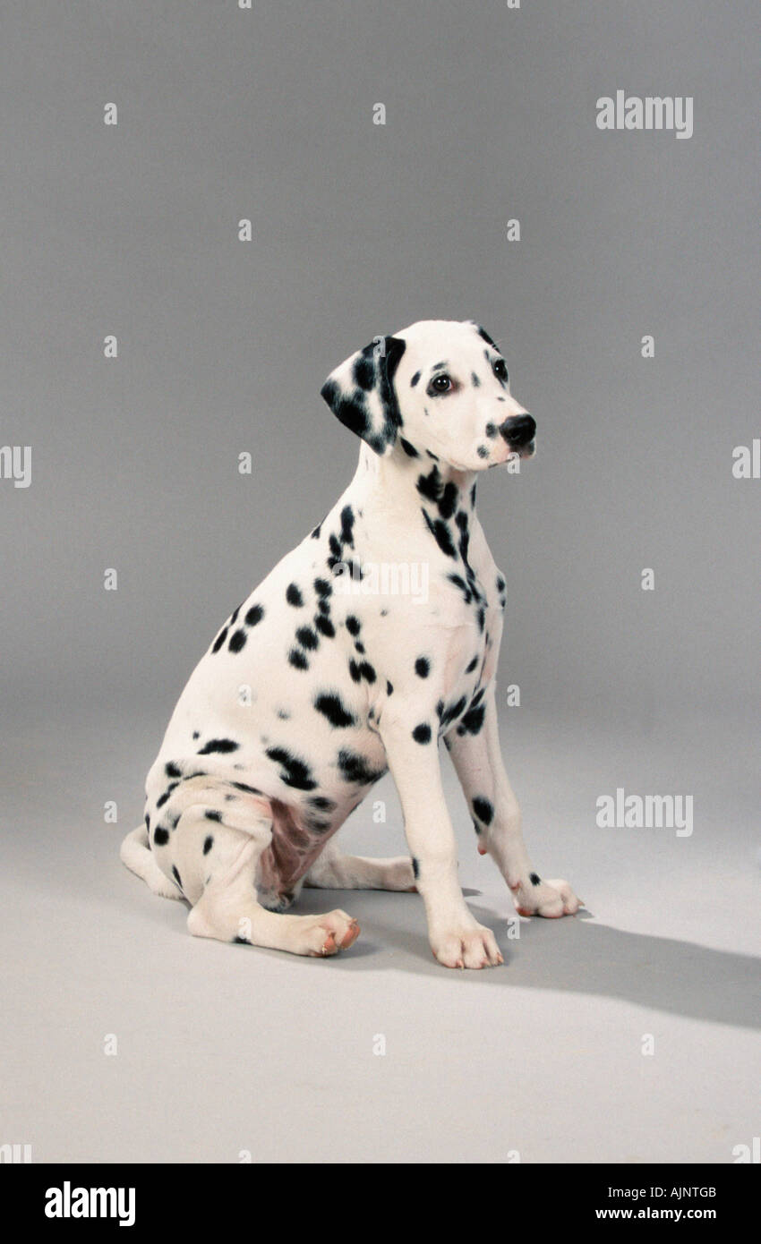 Dalmatian puppy 13 weeks Stock Photo