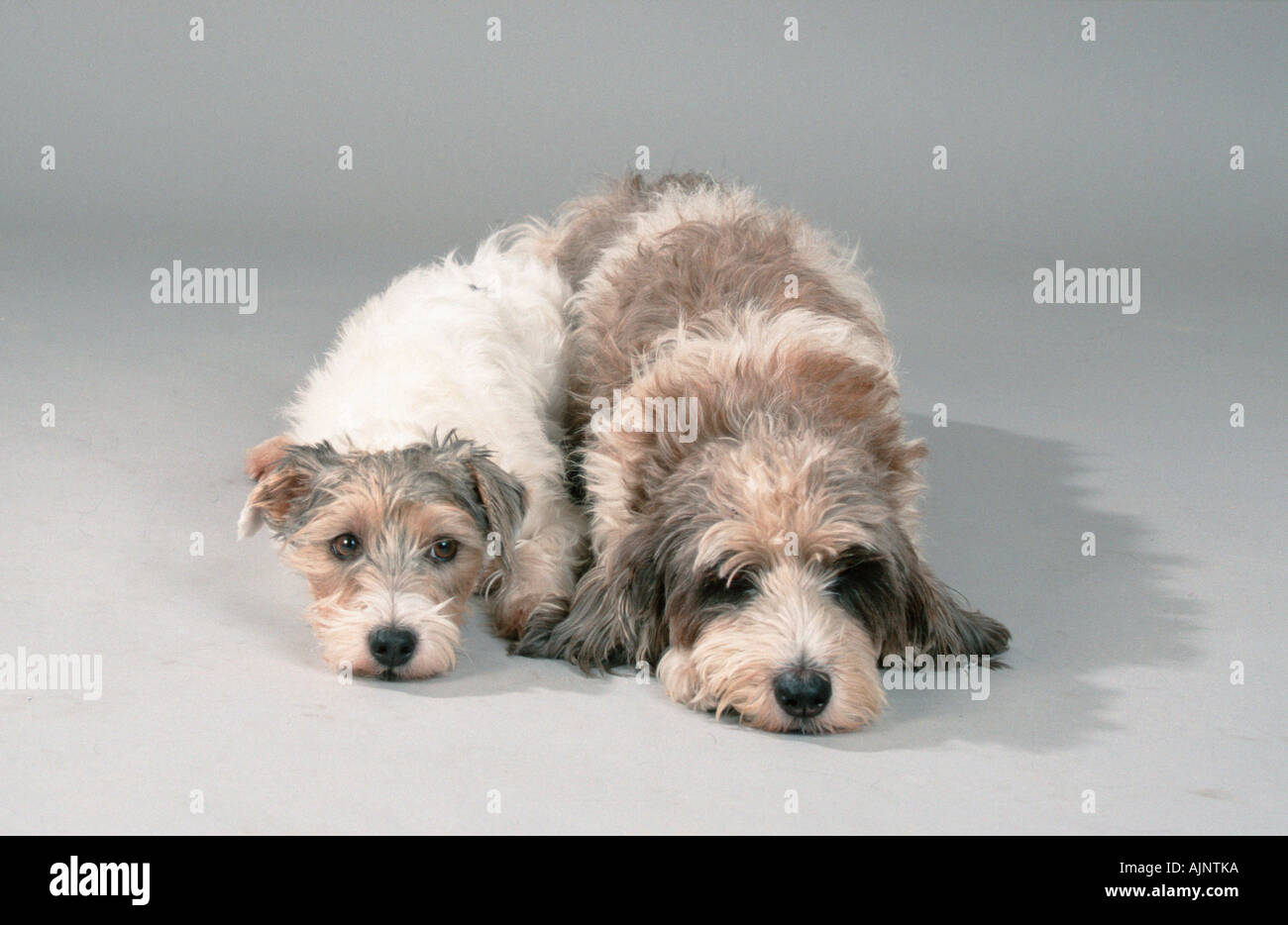 Parson Jack Russell Terrier and Petit Basset Griffon Vendeen Stock Photo