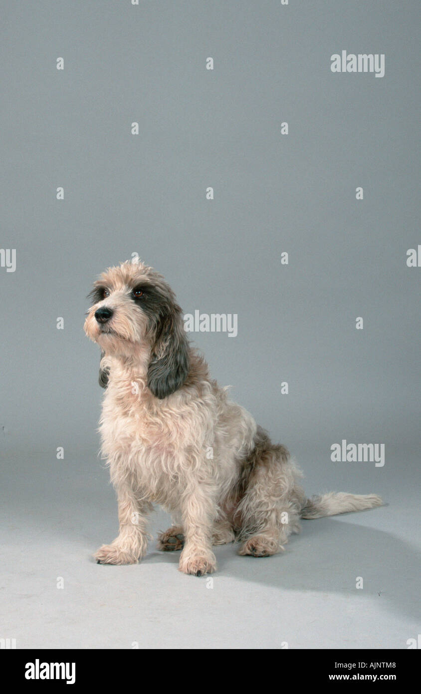 Petit Basset Griffon Vendeen Stock Photo