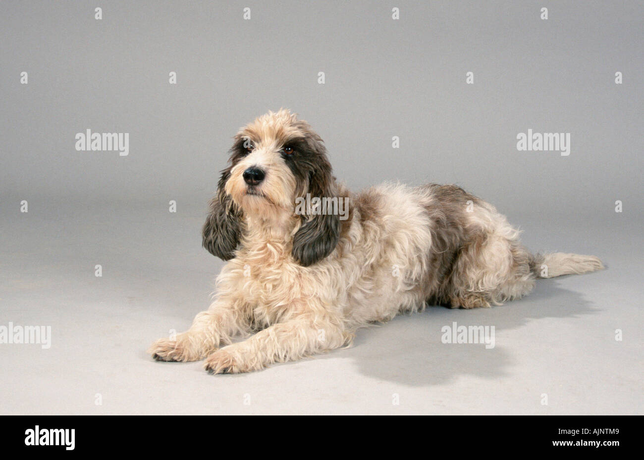 Petit Basset Griffon Vendeen Stock Photo