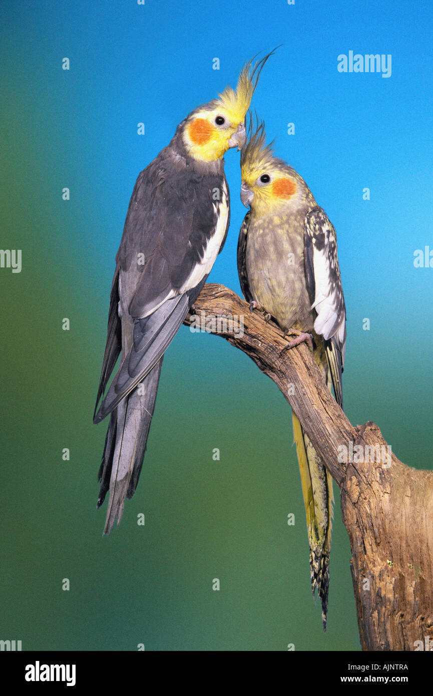 Cockatiels pair Nymphicus hollandicus Stock Photo Alamy
