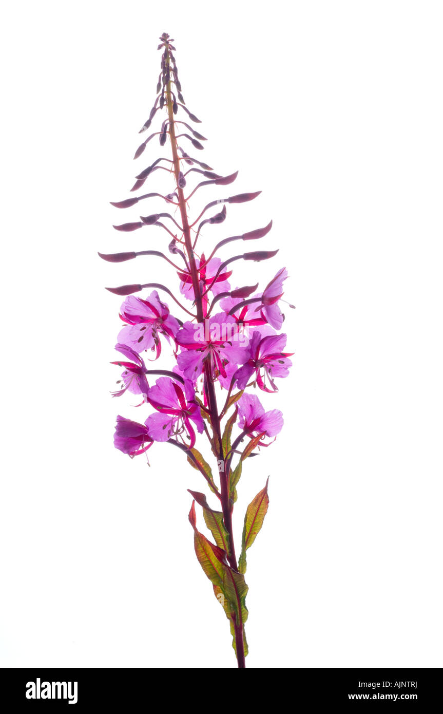 Rosebay in flower Stock Photo - Alamy