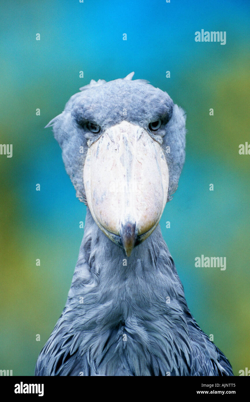 Shoebill Baleaniceps rex Whale headed Stork Stock Photo - Alamy