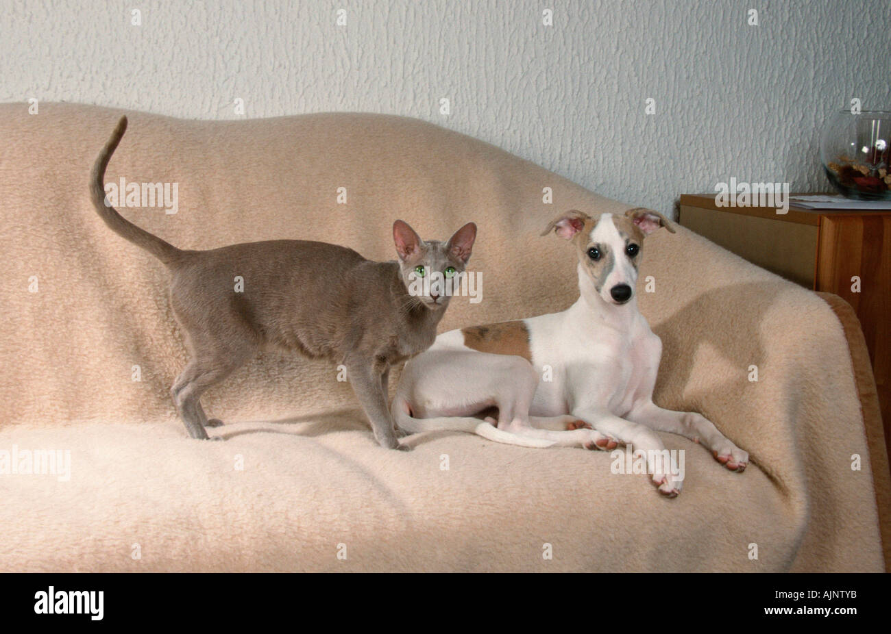 whippet and cats