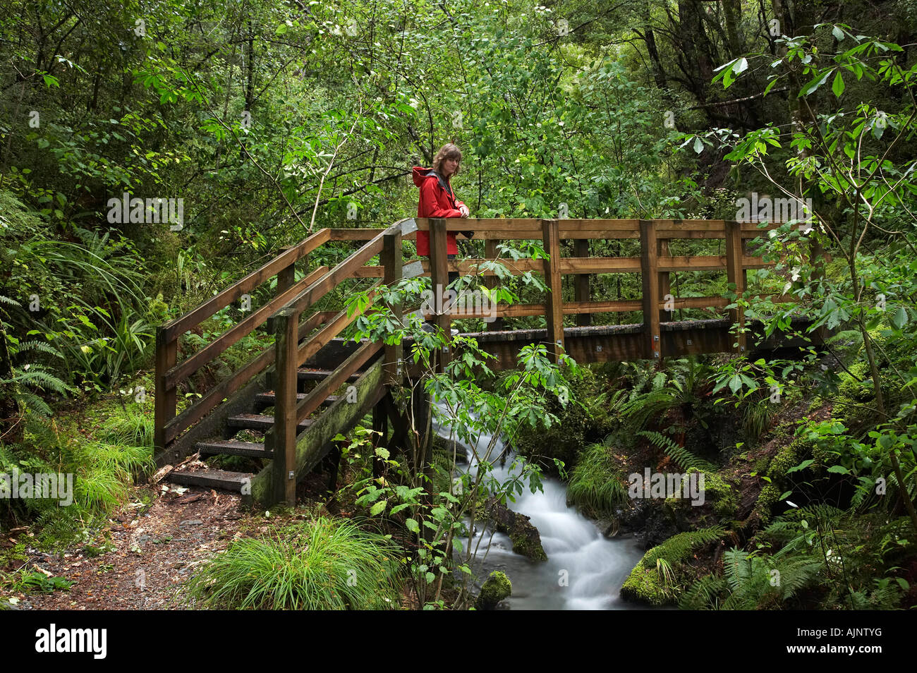 Waterfall Walk Track near Springs Junction Lewis Pass Road West Coast ...