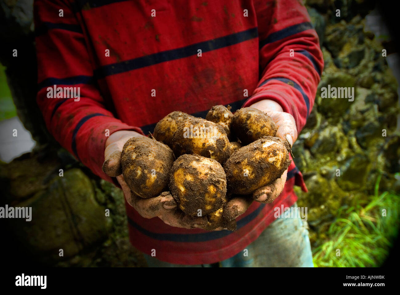 Male hands holding freshly dug potatoes Stock Photo