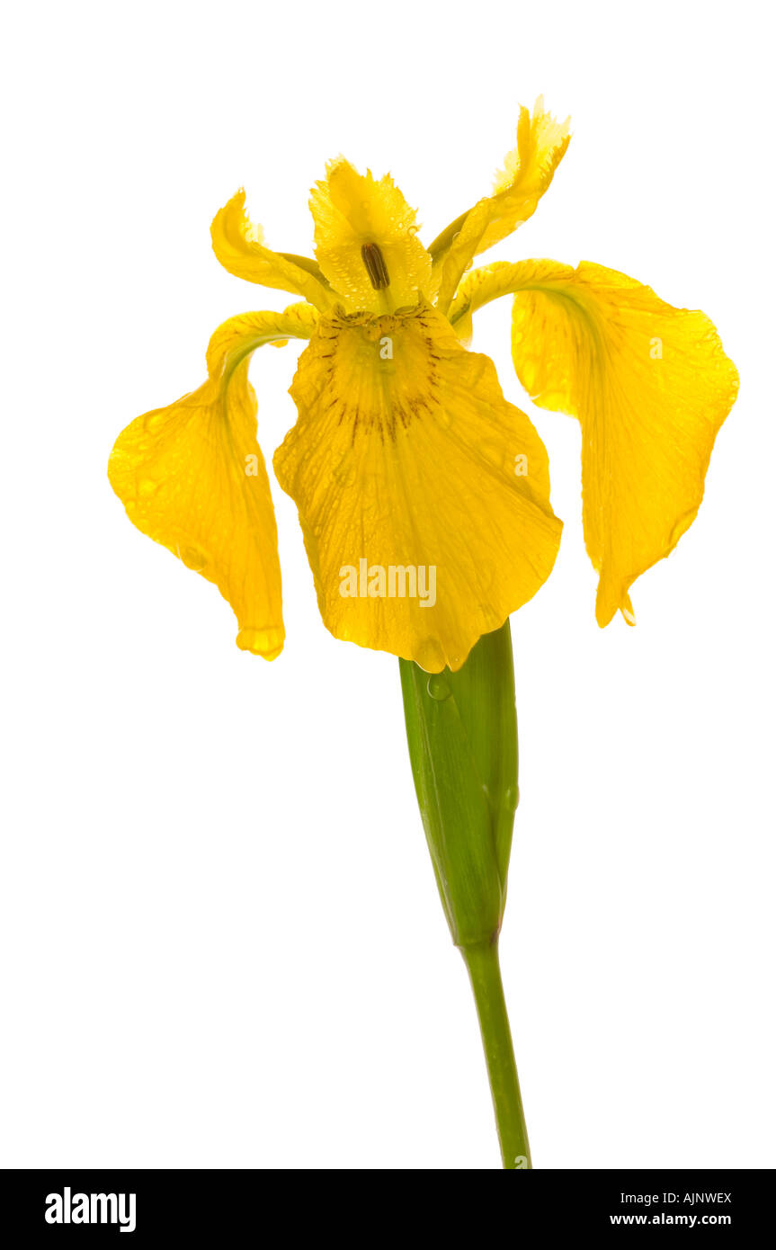 Yellow iris Stock Photo