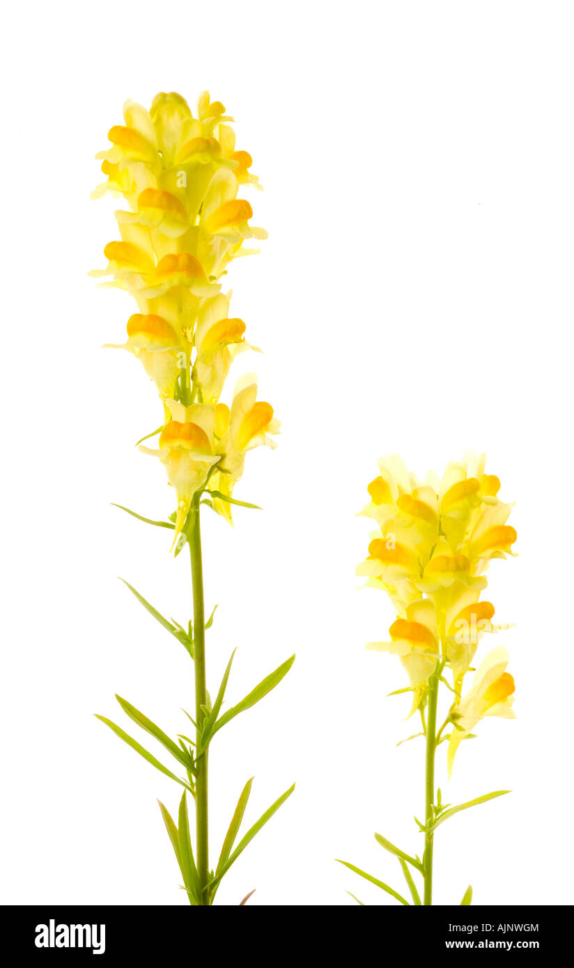 Common toadflax in flower Stock Photo