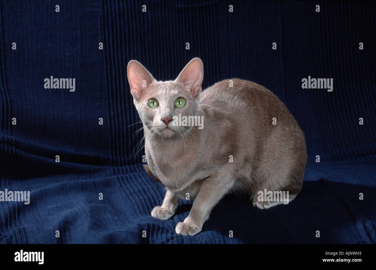 lilac oriental shorthair