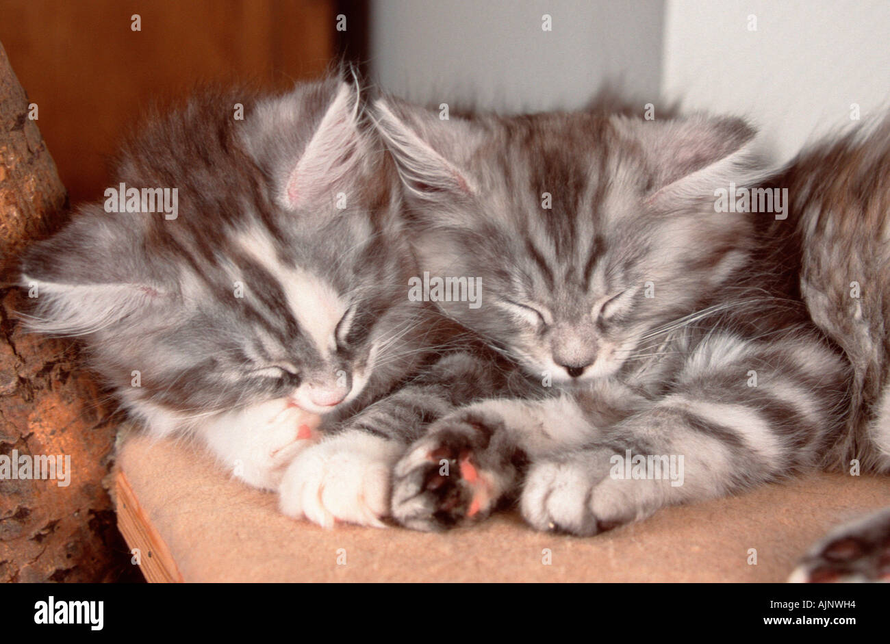 Maine Coon Cats kittens sleeping Stock Photo - Alamy