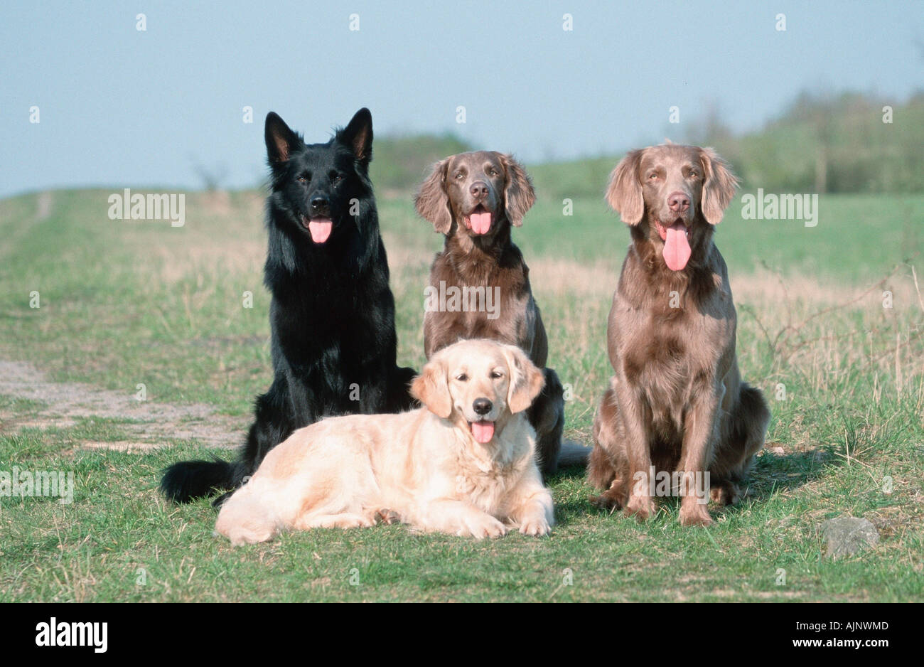 golden retriever weimaraner