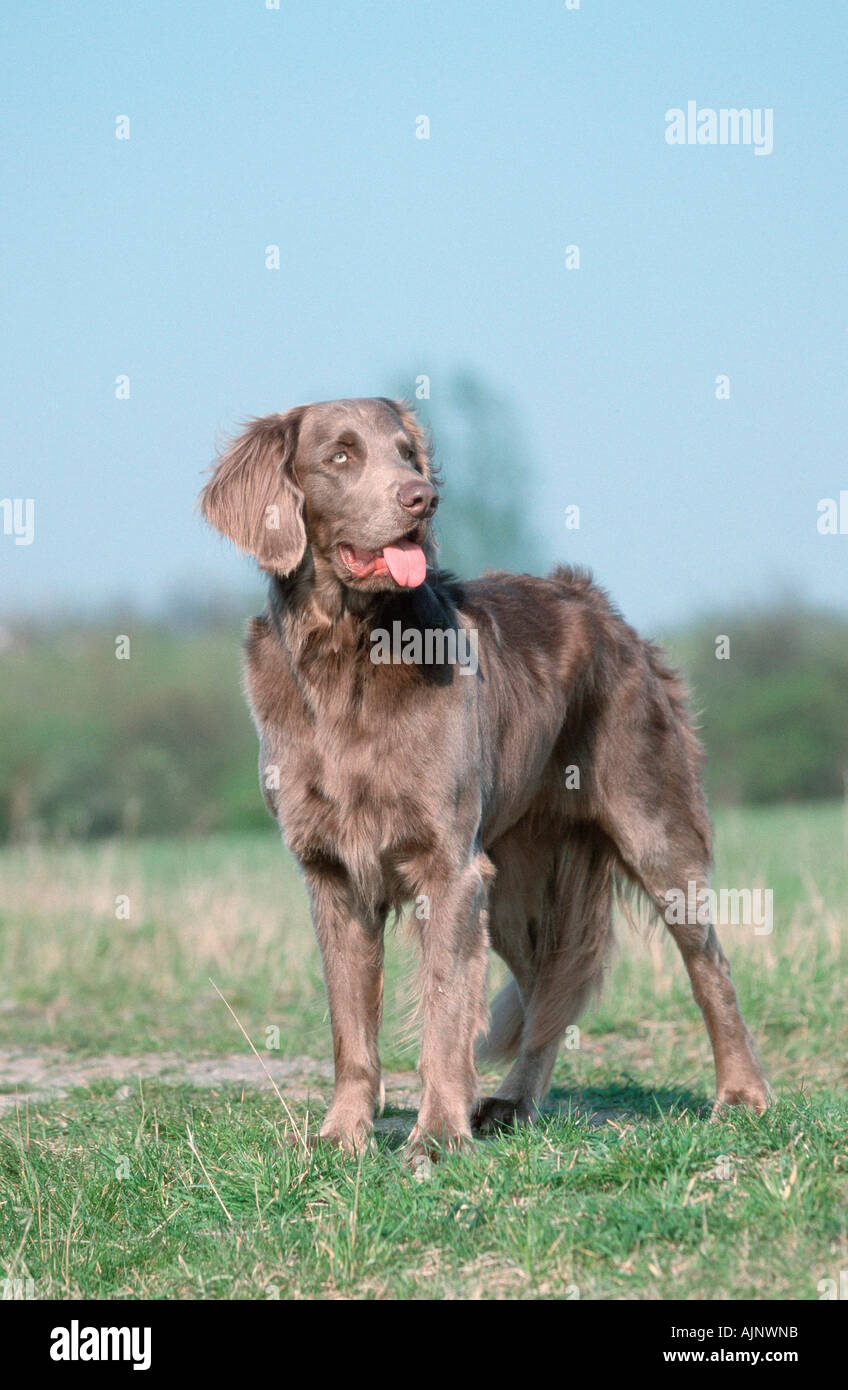 Long haired Weimaraner Stock Photo - Alamy