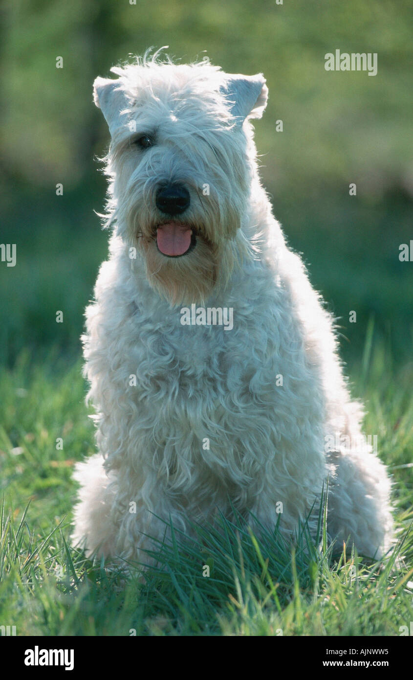Irish Soft Coated Wheaten Terrier Stock Photo