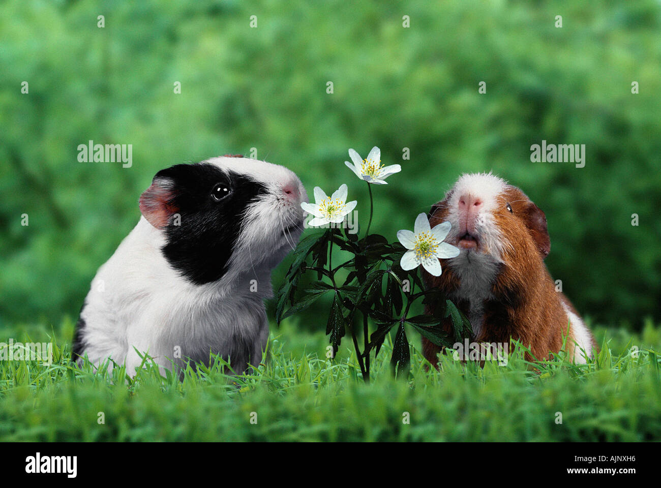 Guinea Pigs with flower Stock Photo Alamy