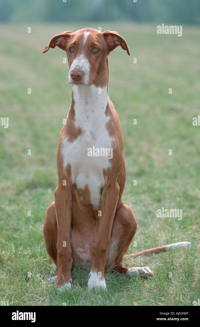 Sitting Podenco Canario High Resolution Stock Photography And Images Alamy