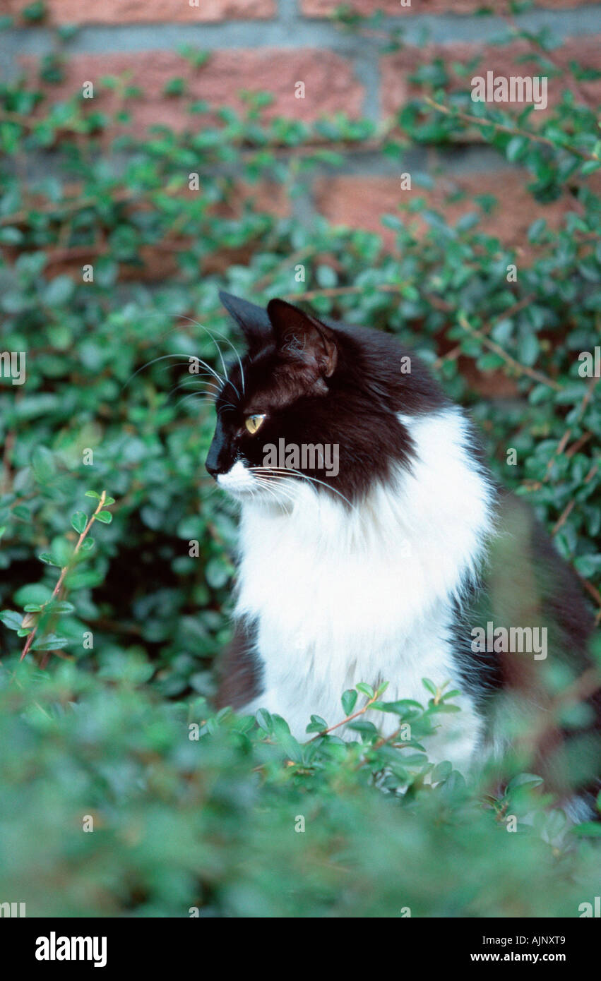 Norwegian Forest Cat black and white Stock Photo Alamy