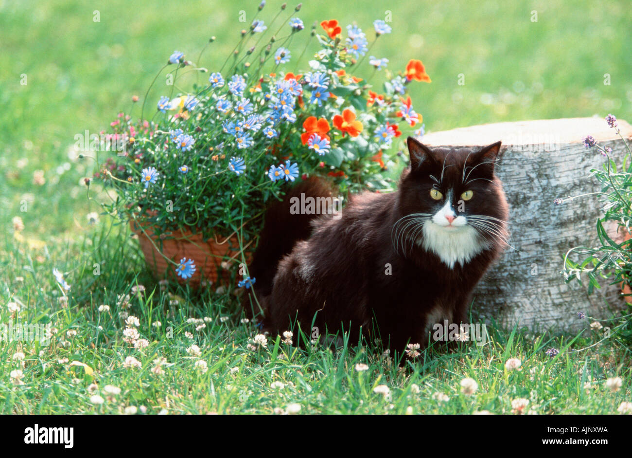 Norwegian Forest Cat black with white Stock Photo Alamy
