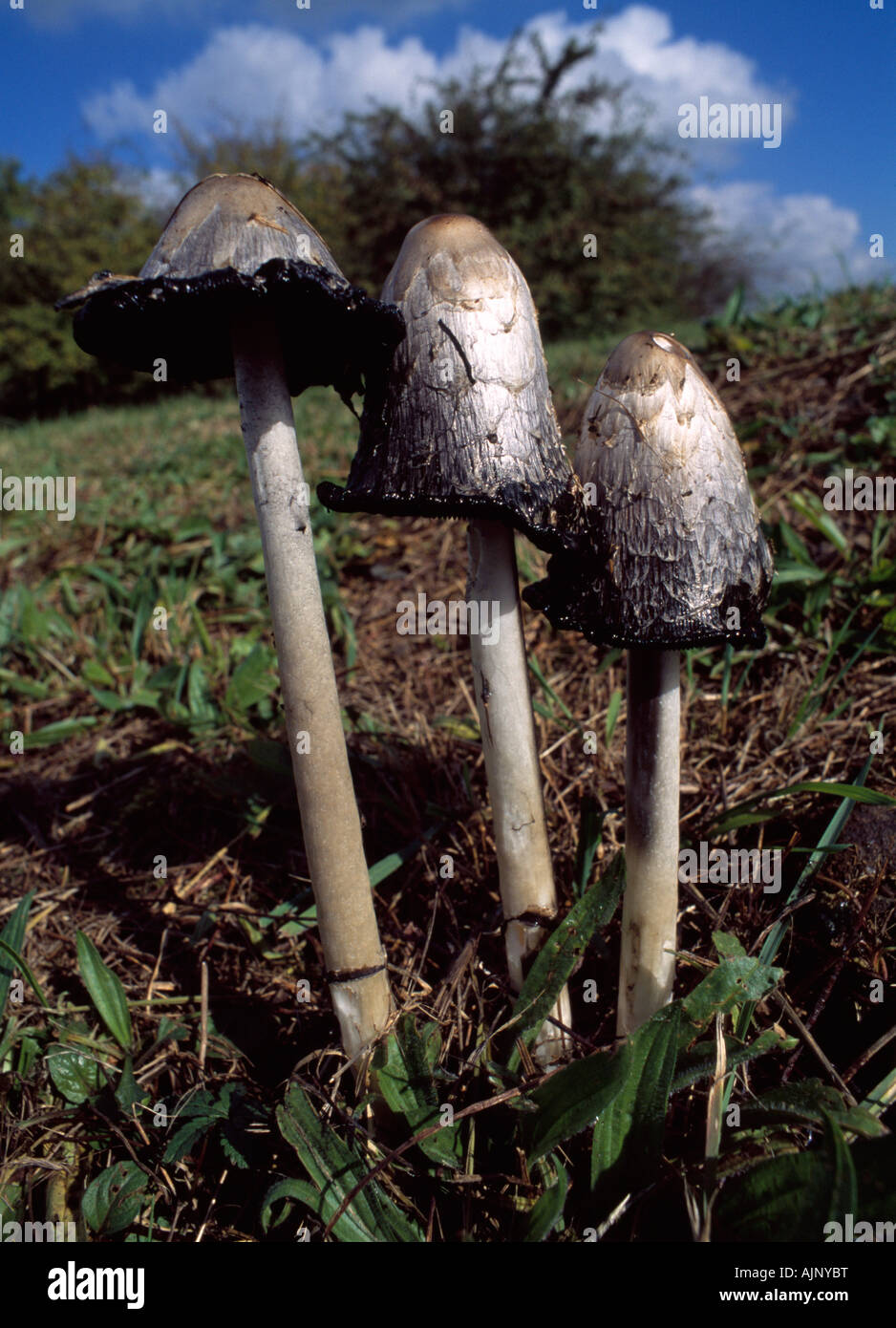 Shaggy Ink cap, Coprinus comatus fungi. Stock Photo