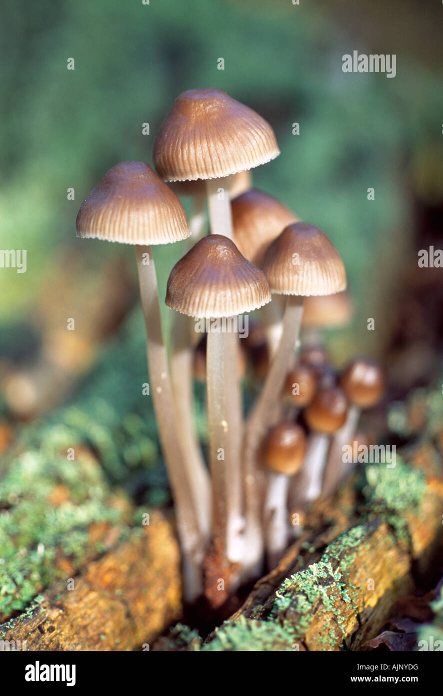 mycena inclinata fungi Stock Photo