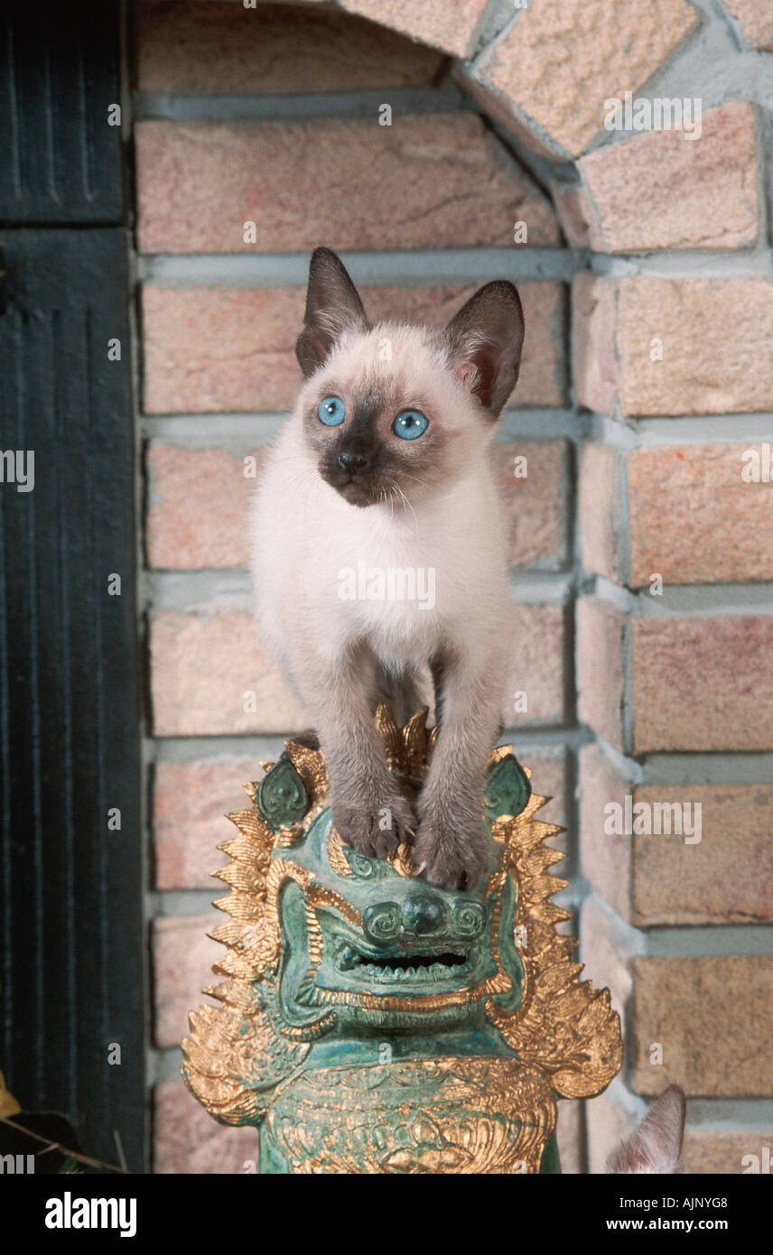 Classic Siamese Cat kitten 9 weeks Stock Photo Alamy