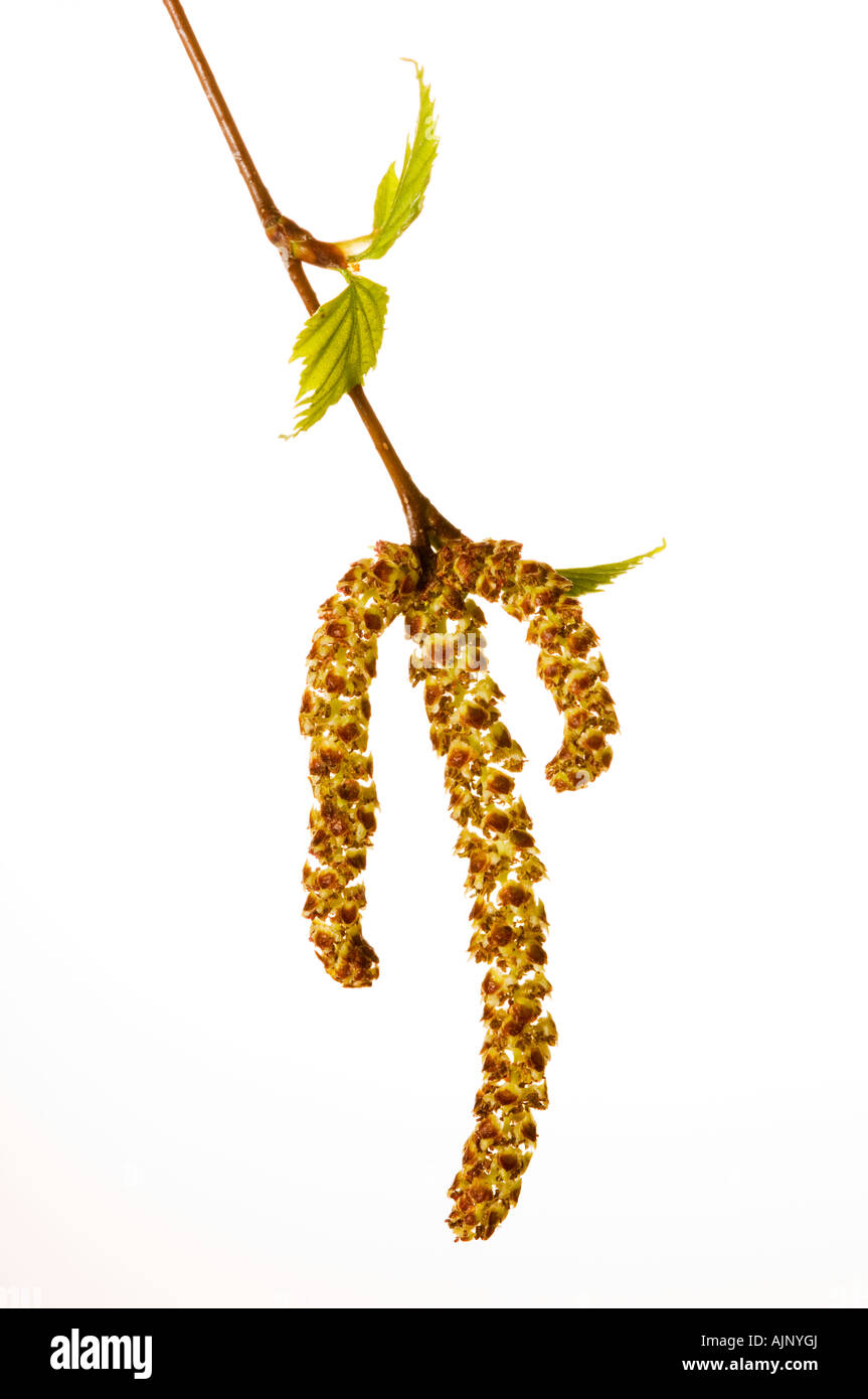Silver birch catkins Stock Photo Alamy