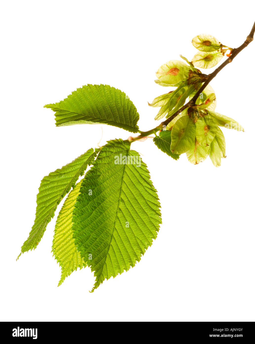 Wych elm leaves and fruit Stock Photo